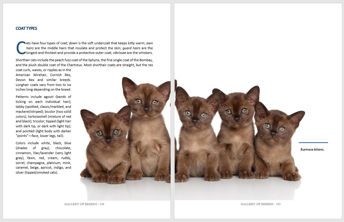 3 Cat Books Holiday Deal