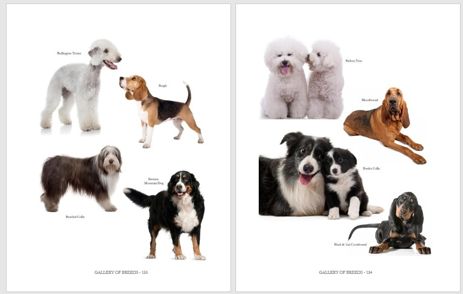 3 Dog Books Holiday Deal